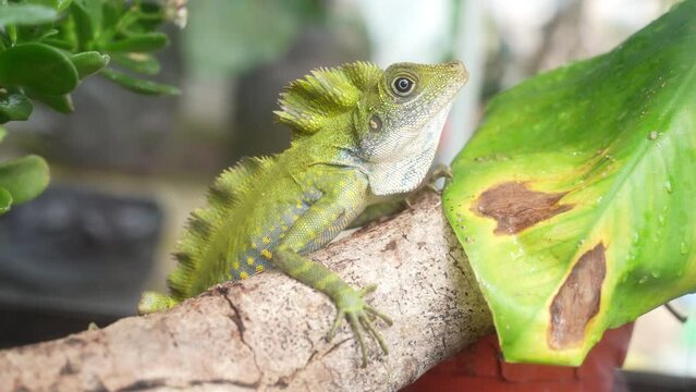 Close-up view of a Horned tree lizard on the tree branch