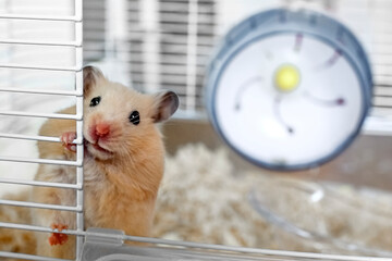 The peach-colored Syrian Hamster rised up paw and looked at the camera.  Funny Hamster in motion in a cage. 