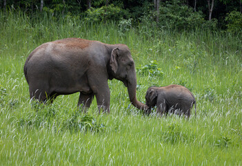 Herd of wild elephants eating food in the green grass field.
