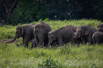 Herd of wild elephants eating food in the green grass field.
