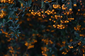 orange berries and green bush