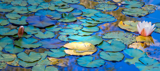 blue water lilies