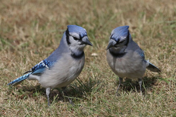 Blue Jays socializing on beautiful fall day