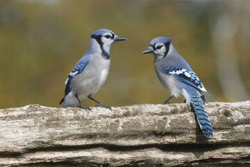 Perching Blue Jays on branch or birdfeeder