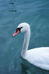 Swan , Swan in Zurich, Swan in the River, Limat River 