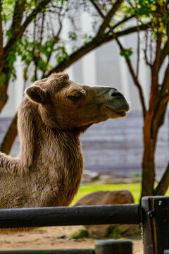 dromedar kamel