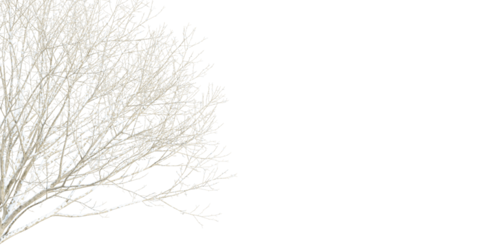 snow covered branches