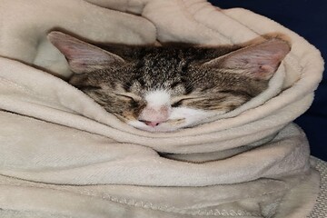 Naklejka na ściany i meble Kitten in Fluffy Blanket