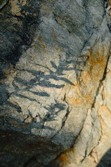 Plants and their shadow on the texture of gray natural stone