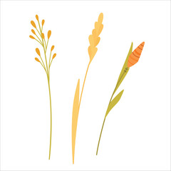 Vector set of boho plants and herbs. Beautiful wild grass and flowers. Collection of floral elements. Stylish flat elements for your design