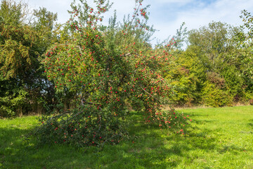 Fototapeta na wymiar View of trees with ripe red apples on an orchard in Taunus/Germany in autumn