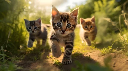 Fotobehang 3 chatons dans l'herbe courent vers l'objectif, généré par IA © Marvin Dgn