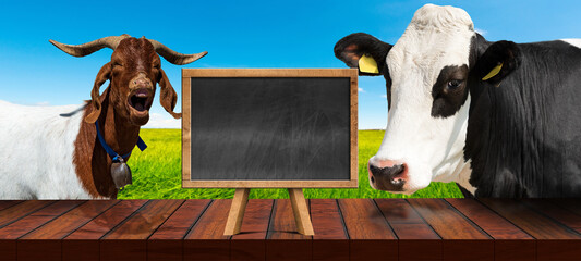 Wooden table and empty blackboard with copy space, dairy cow and a horned mountain goat, looking at...