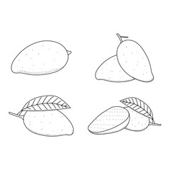 Vector doodle elements set of mango fruit. Hand drawn outline of mango fruit, mango on a branch, cut mango, mango leaves, isolated on white background
