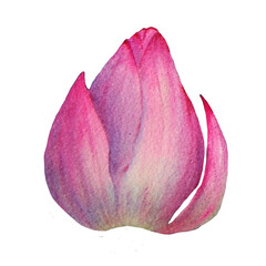 Fototapeta premium Lotus flowers painted in watercolor. Hand drawn on textured paper. Suitable for creating your ideas: print, poster, wallpaper, backgrounds and cards.