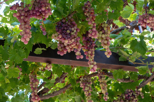 Grape ripe pink skinned hanging at pergola background. Roditis grapevine traditional Greek variety. - Powered by Adobe