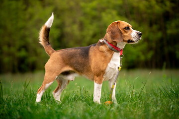 Pies rasy beagle podczas spaceru - obrazy, fototapety, plakaty