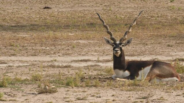 Full shot of male blackbuck or antilope cervicapra or indian antelope in open field and grassland of tal chhapar sanctuary rajasthan india asia