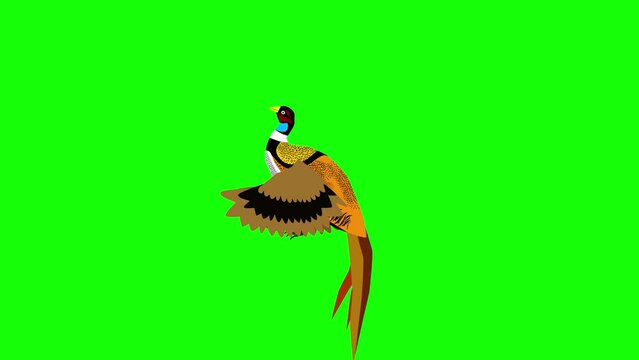 cartoon pheasant flying animation on green screen