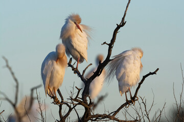 Cattle Egret, Bubulcus ibis, perched, La Pampa Province, Patagonia, Argentina