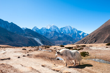 White yak in Himalaya mountains, Nepal. Khumbu valley, Everest region, Nepal.