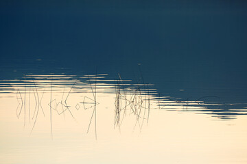 Reeds on the shore of the lake at sunset. Plants are reflected in the calm water