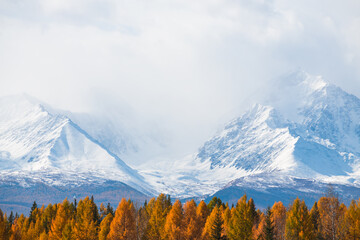 Snow-covered mountains and yellow autumn trees. Altai mountains, Russia.