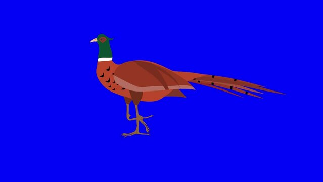 cartoon pheasant walking animation on blue  screen