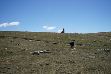 Dog running throgh a meadow landscape