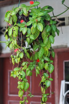 Green Episcia cupreata. Episcia cupreata is a plant species in the family Gesneriaceae that is found from Central America.
