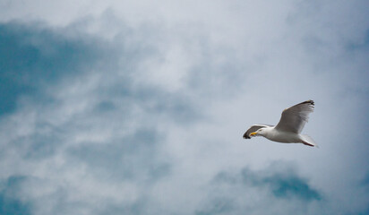 a flying white bird against the cloudy sky