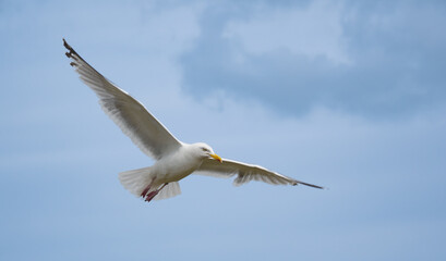 a flying white bird against the cloudy sky