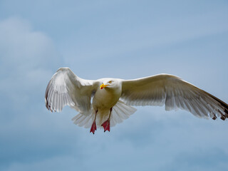 a flying white bird against the cloudy sky