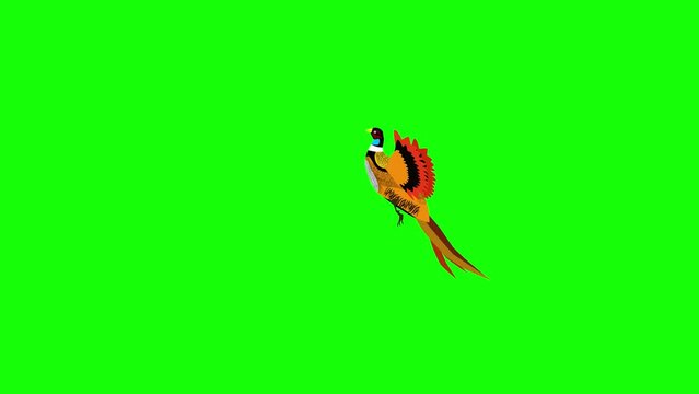 cartoon pheasant flying animation on green screen