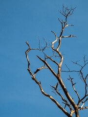 The branches are beautiful, shapeless, hidden with horror