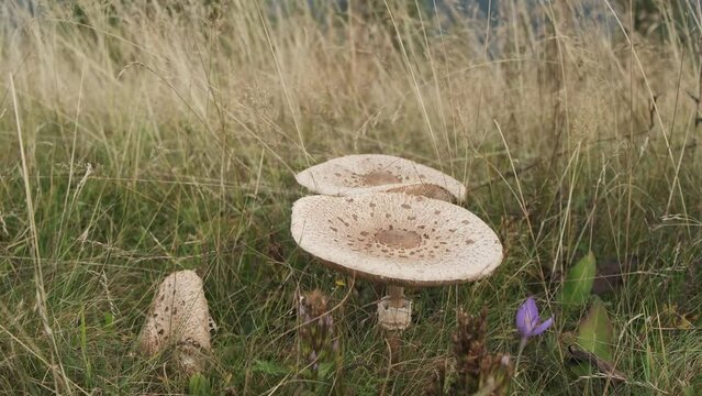 Parasol mushrooms are growing among the green grass. Macrolepiota procera. Picking Mushrooms on the field. Mushrooming