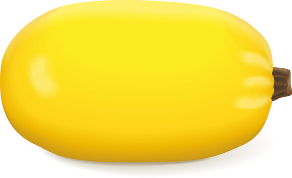 Orangetti Spaghetti Squash. Winter squash. Cucurbita pepo. Fruits and vegetables. Isolated vector illustration.