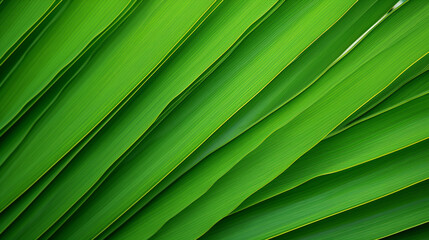 PALM LEAVES, TEXTURE, MACRO PHOTOGRAPHY, HORIZONTAL BANNER, ABSTRACT BACKGROUND, legal AI