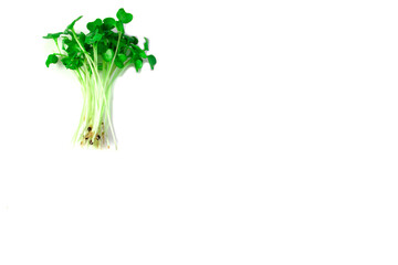 The clean white backdrop serves as a canvas to showcase the vibrant colors and delicate textures of the microgreens