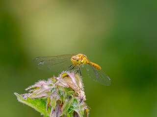 Common Darter Resting on a Plant