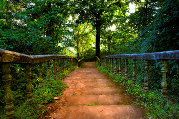 Walkway in the autumn rainforest of Karnataka, India