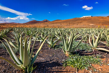 Plantation of medicinal aloe vera plant in the Canary Islands. Aloe Vera in farm garden in desert Furteventura. Growing Aloe vera in fertile volcanic soil, Fuerteventura Island, Spain. - 657135120