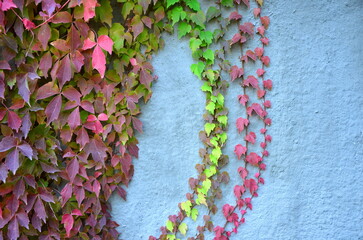 branches of grapes Parthenocissus tricuspidata in autumn on the wall house