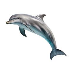 Dolphin isolated on transparent or white background