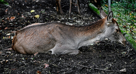 Naklejka na ściany i meble European red deer female on the ground. Latin name - Cervus elaphus 