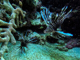 Naklejka na ściany i meble Pez León arrecife subacuática 