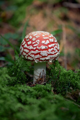 Fly agaric mushroom close-up.