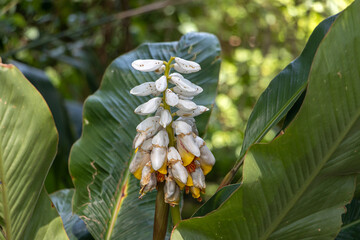 Alpinia flower in a tropical forest in northern Thailand