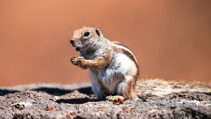 Cute little squirrel eating on a rock in Fuerteventura in Spain