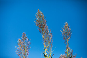 Ramas en el cielo azul